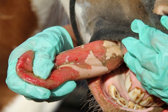Eleven New Cases of Vesicular Stomatitis Confirmed in Texas By Texas Animal Health Commission