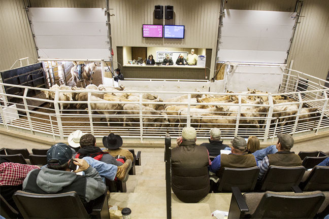 Slaughter Cows 2.00 to 4.00 Higher and Slaughter Bulls 1.00 to 3.00 Higher at OKC West Livestock Auction