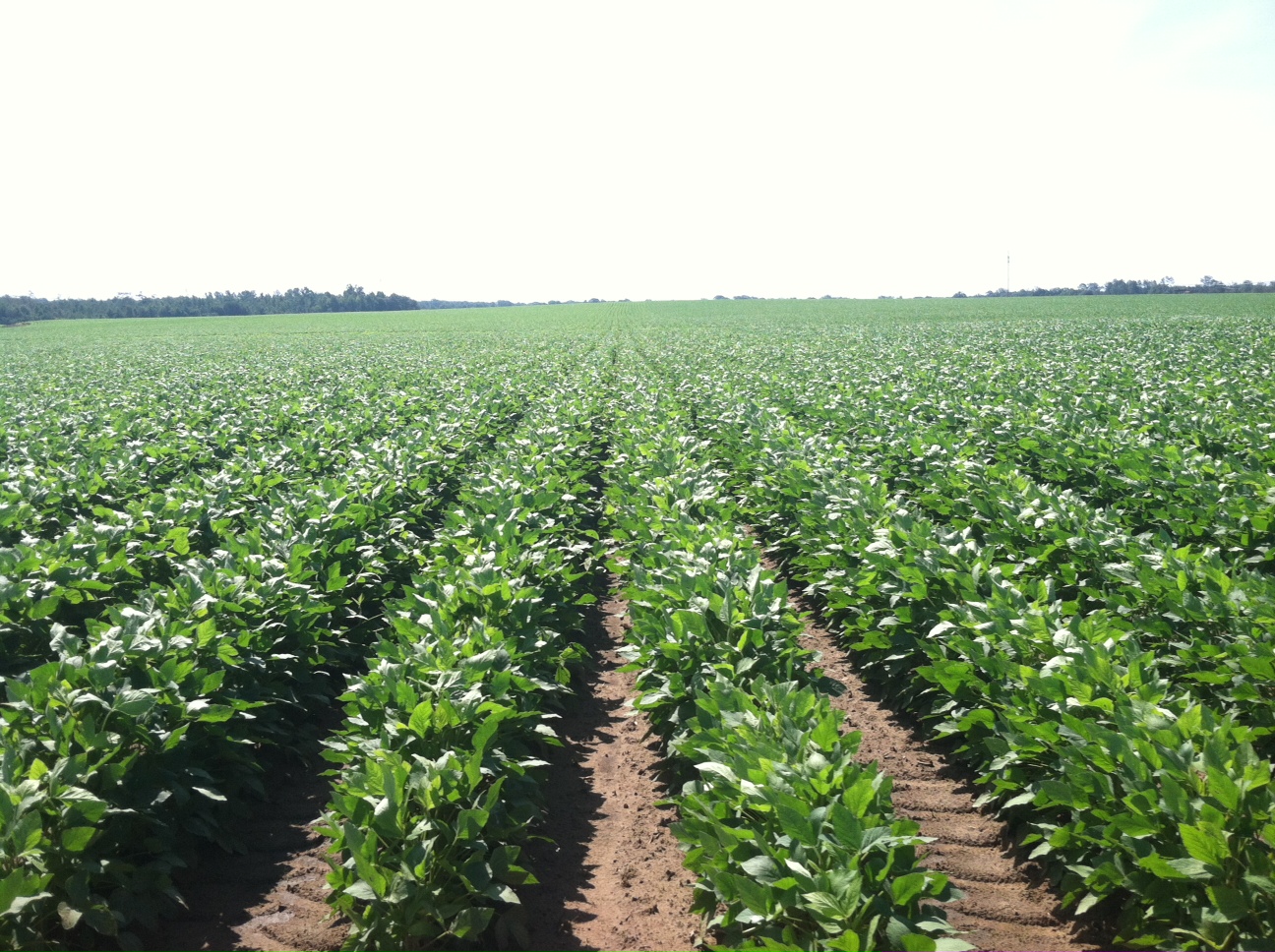 Oklahoma Farm Report Soybeans Up to 82 Blooming and Corn Up to 90