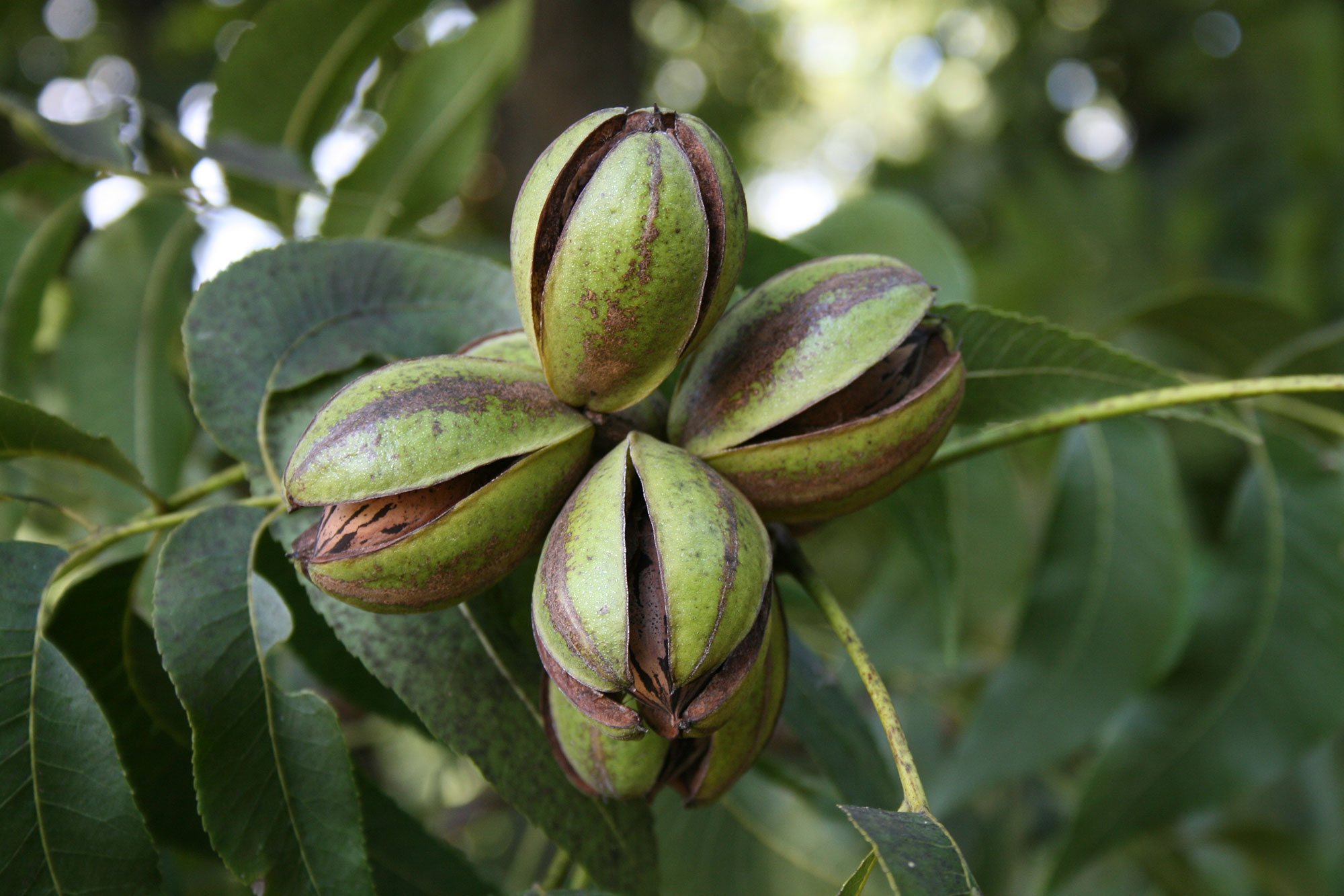 How To Plant Pecan Nut Seeds at Mark Rayner blog