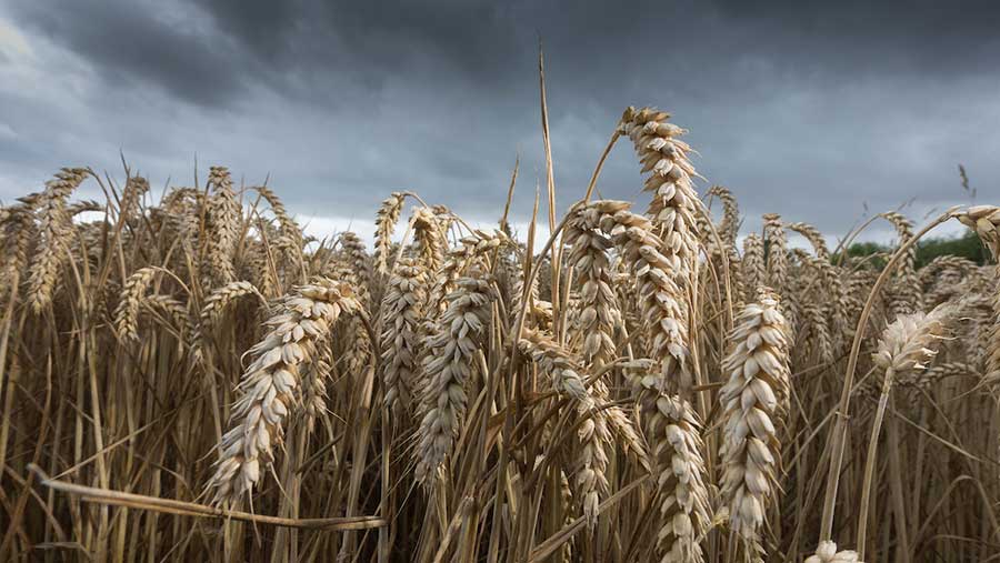 OSU's Kim Anderson Offers Bleak Outlook on the Wheat Market