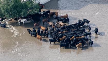 Oklahoma Cattlemen's Foundation Ready to Distribute Funds Donated in Support of Flood Relief Efforts