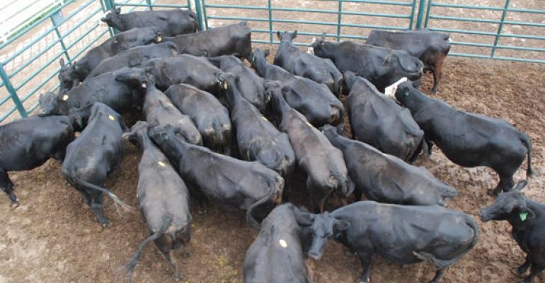 OSU's Glenn Selk Explains Why Proper Cow Culling is Important to Any Ranching Operation's Business