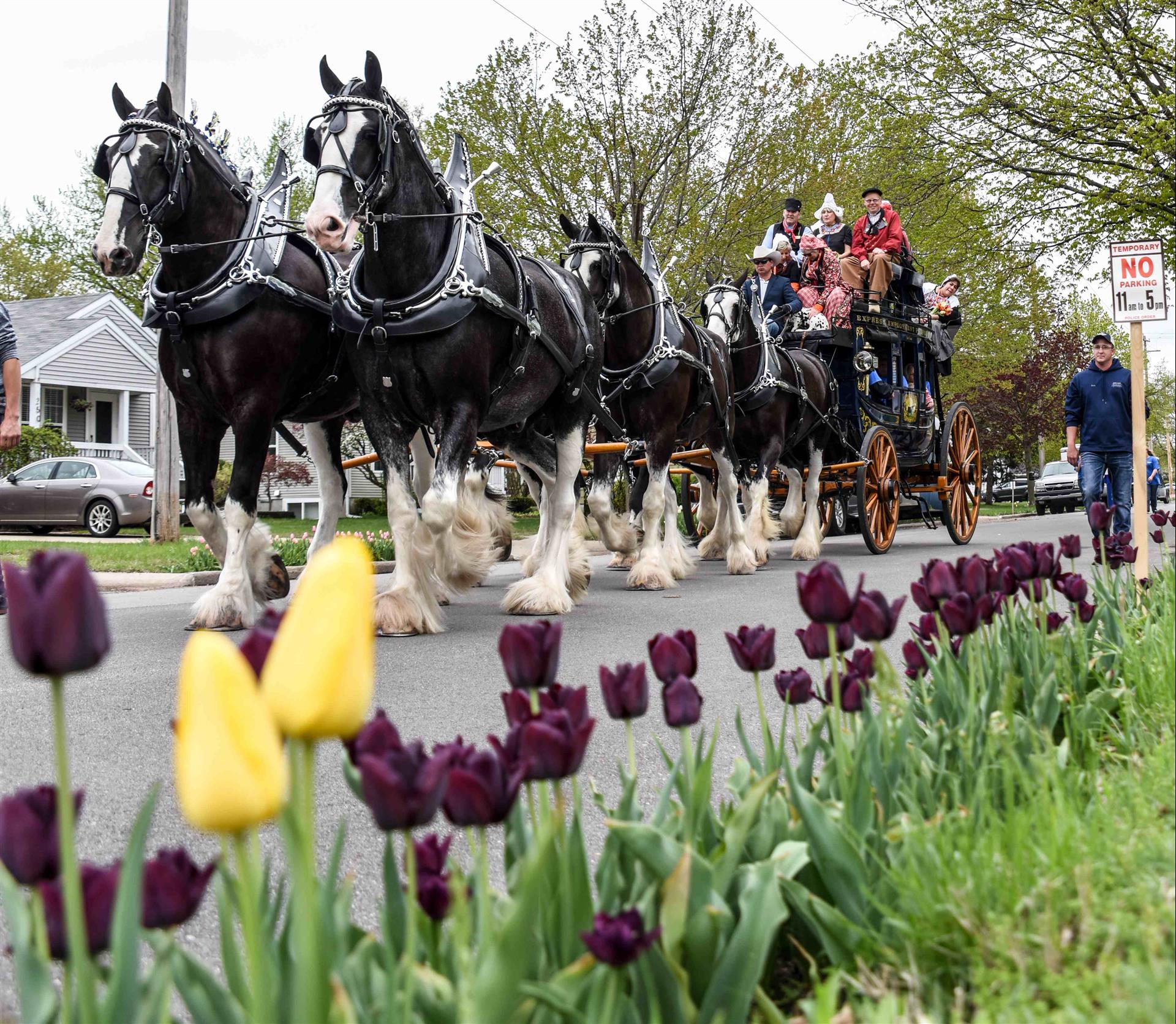 Oklahoma State Fair to Host Annual North American Six-Horse Hitch Classic Series Finals