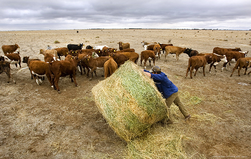 OSU's Glenn Selk Talks about how Your Hay Quality can Affect Your Supplementation Strategy