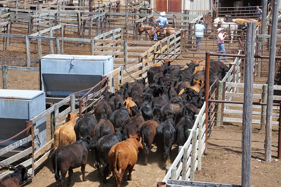 NCBA Applauds Introduction of Livestock Risk Management and Education Act