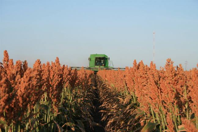 National Sorghum Producers Partners with USDA to Quantify Sorghum Sustainability in Key Ethanol Production Region