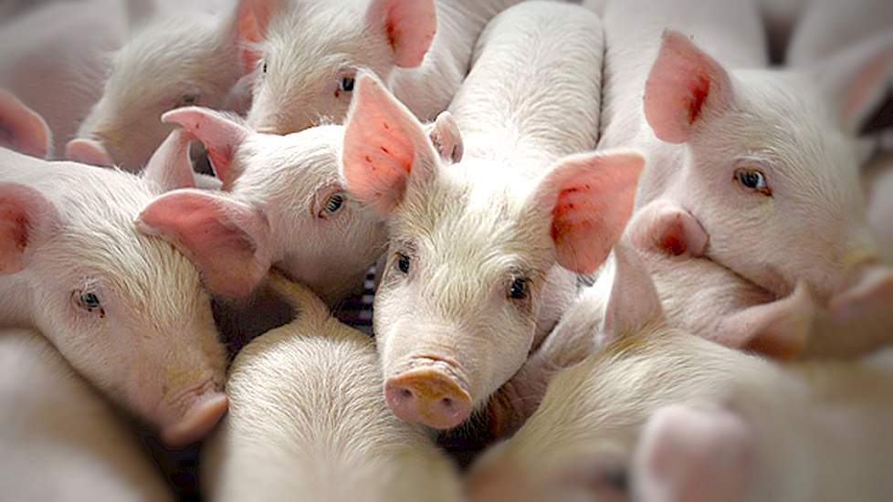 U.S. Pig Farmers Embrace Responsible Antibiotic Use Every Day Using the We Care Ethical Principals 