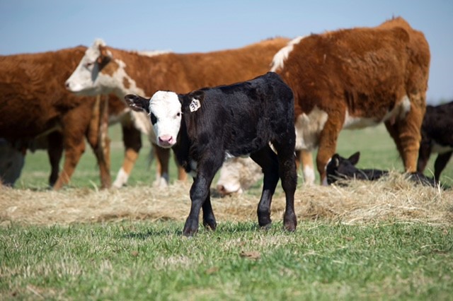 Oklahoma Ranch Relies on High Conception Rates, Heavy Weaned Calves