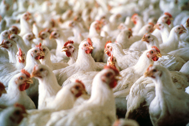China Lifts Poultry Ban oni Imports from the US