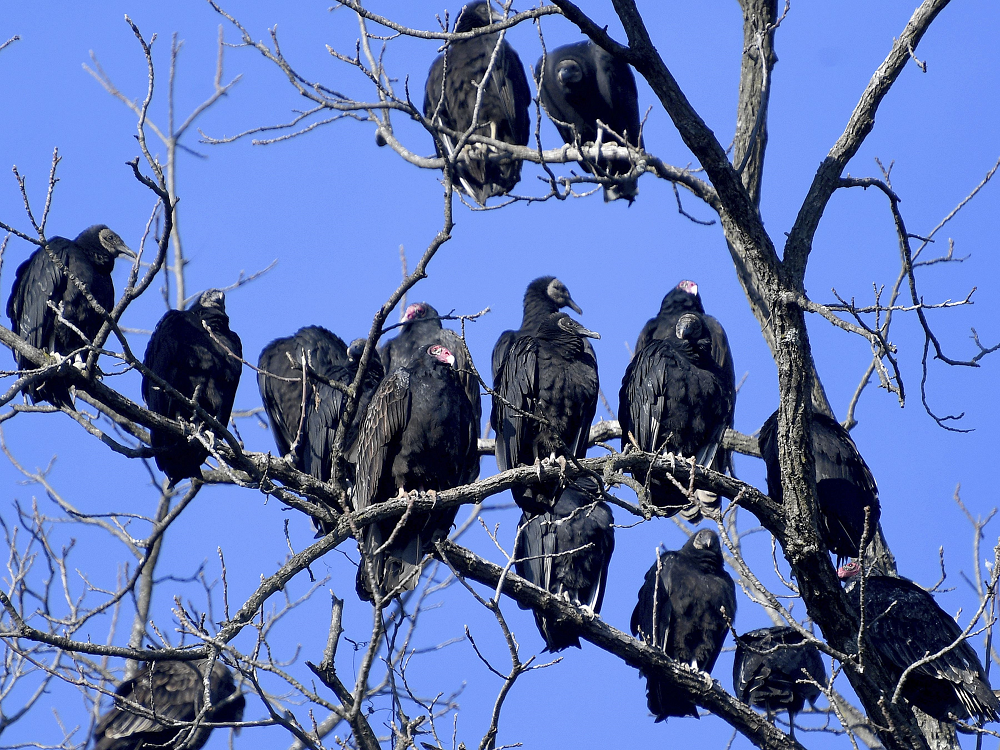 Beat the Rush- Get Your Permit Ahead of Calving Season to Protect Your Herd Against Black Vultures