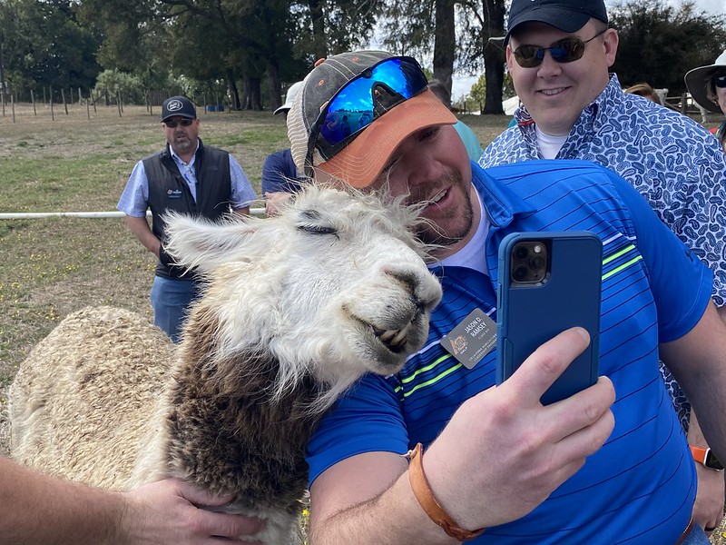 A Chile Agri Tourism Success Story- Have Llamas and Make Sure Families 