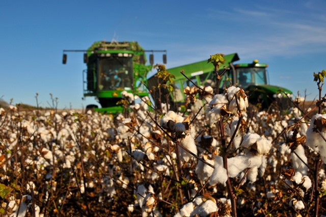 National Cotton Council Survey Suggests U.S. Producers to Plant 13.0 Million Acres of Cotton in 2020