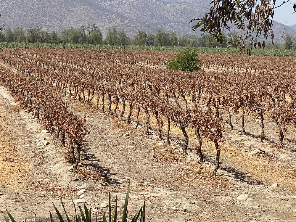 In the Middle of Drought- the Optimism of Harvest Seen in Central Chile by OALP Class XIX