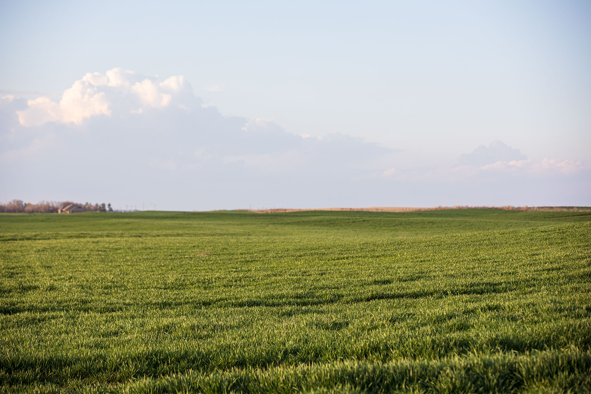 Majority of Southern Plains Wheat, Pasture and Range Conditions are Rated Good to Excellent