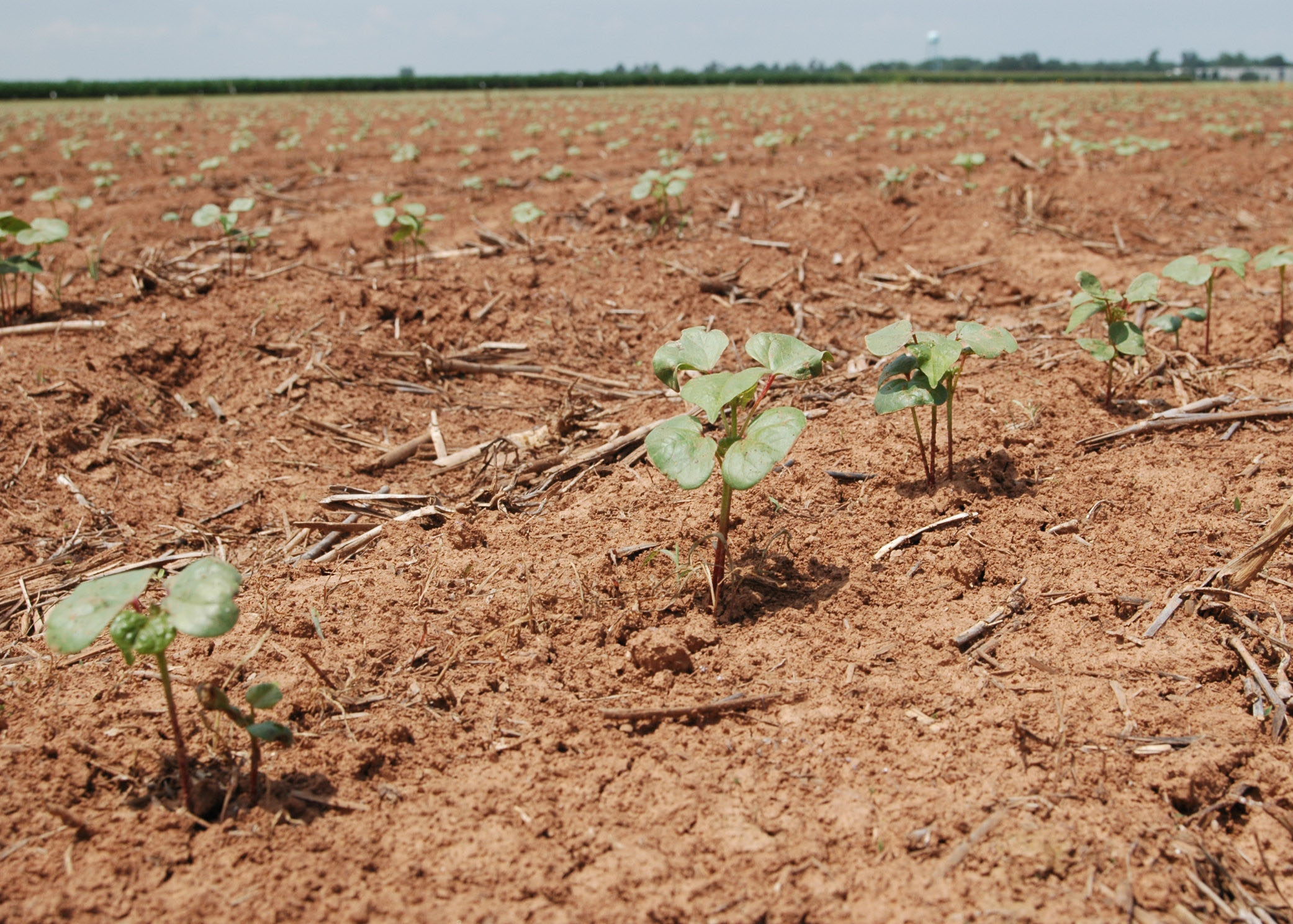 Oklahoma Farm Report Timely Planting the First of Many Factors That Determine Cotton Crop Success