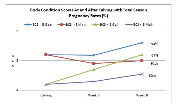Glenn Selk Says Body Condition score at Calving is The Key to Young Cow Success