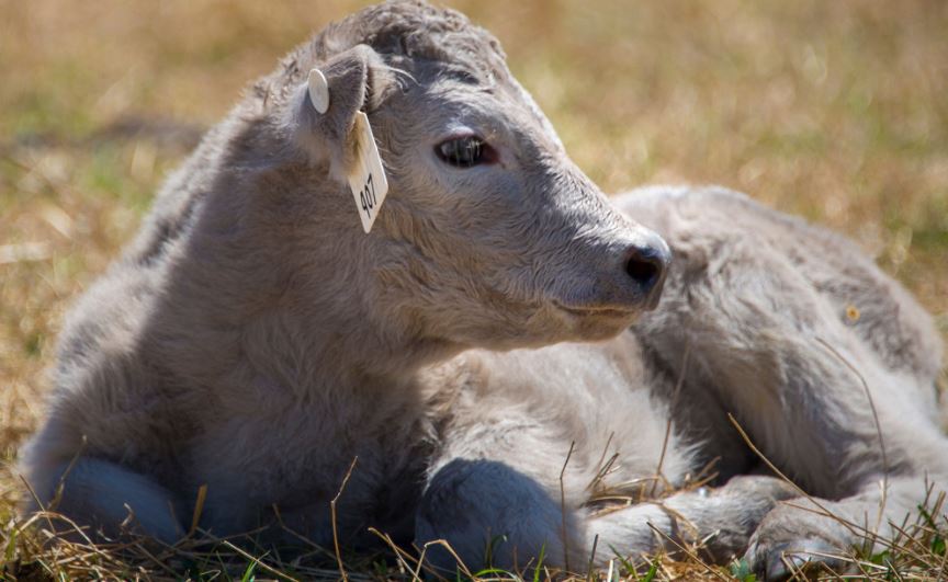 Why Cow-calf Producers Should Record Multiple Births in Their Herds