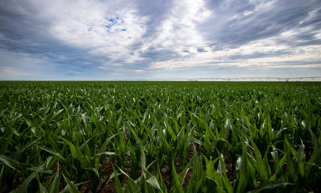 Oklahoma Farm Report Oklahoma Crop Producers Urged to Be Proactive