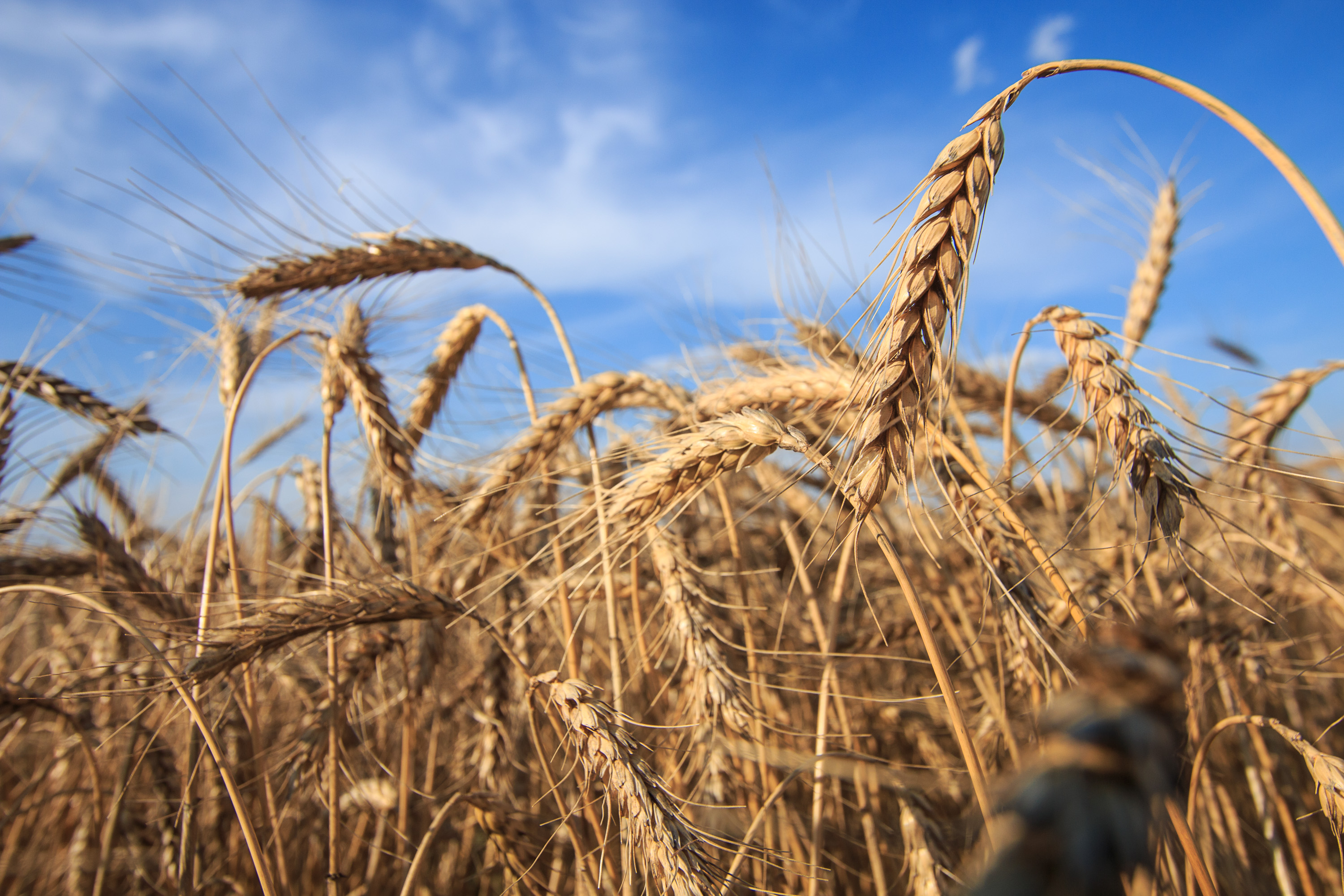 Oklahoma Farm Report Oklahoma Grain Elevator Cash Bids as of 200 p.m