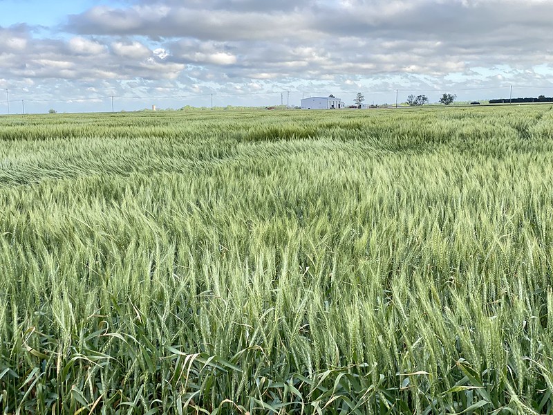 Oklahoma Farm Report Oklahoma Wheat Crop Called 102.6 Million Bushels