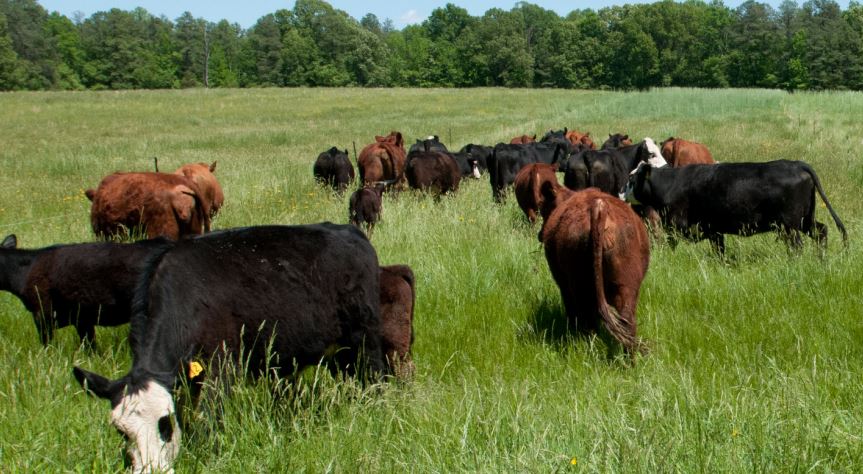 Dr. Derrell Peel on How The Beef Markets can Move Past Disruptions 