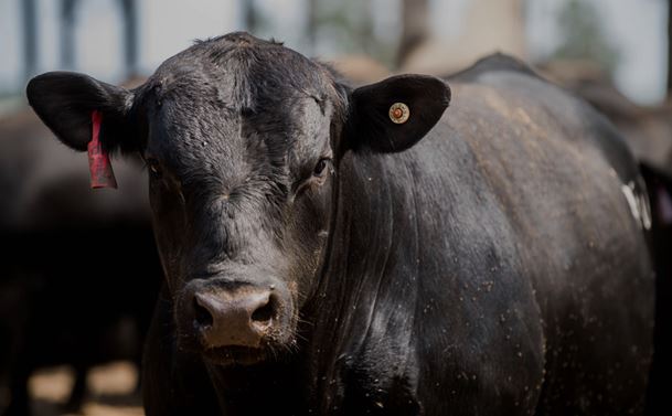 New Thresholds, Familiar Program Helps Bull Buyer Narrow Options