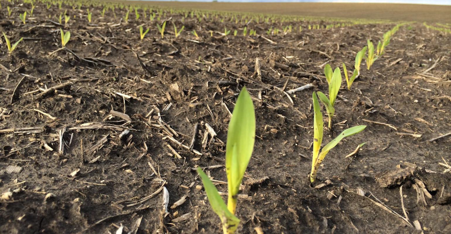 Oklahoma Farm Report Corn Planting Mostly Complete As Combines Roll Across Texas And Oklahoma