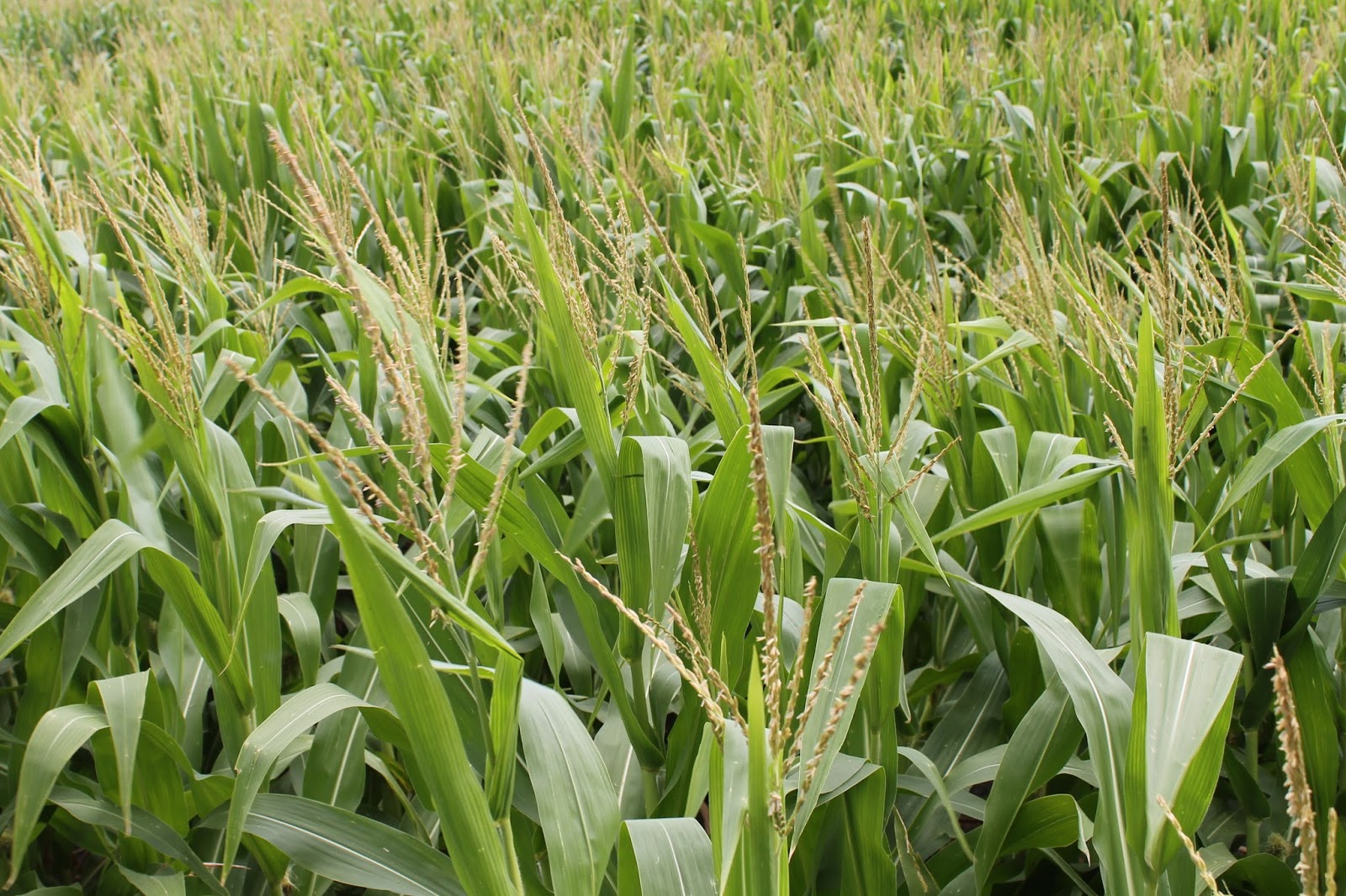 U.S. Corn, Soybean Crops Continue To Look Great As Cotton, Grain Sorghum And Pastures Struggle