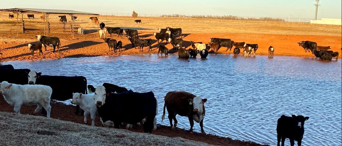Glenn Selk On How To Understand and Lessen Heat Stress when Working Cattle 