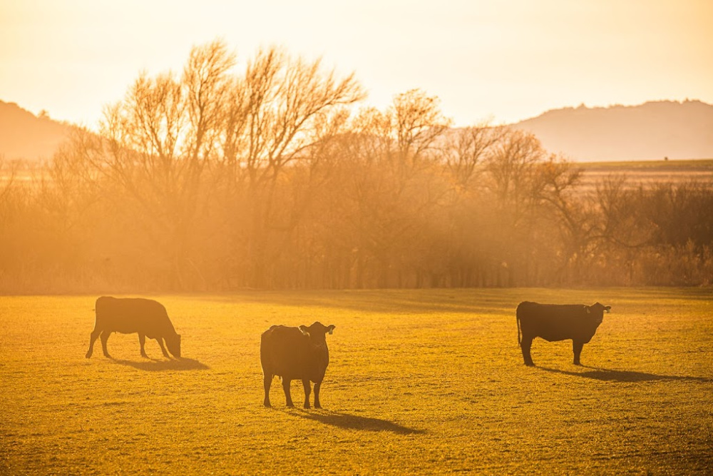 Oklahoma Farm Report USDA Announces Improvements to the Livestock Gross Margin Insurance