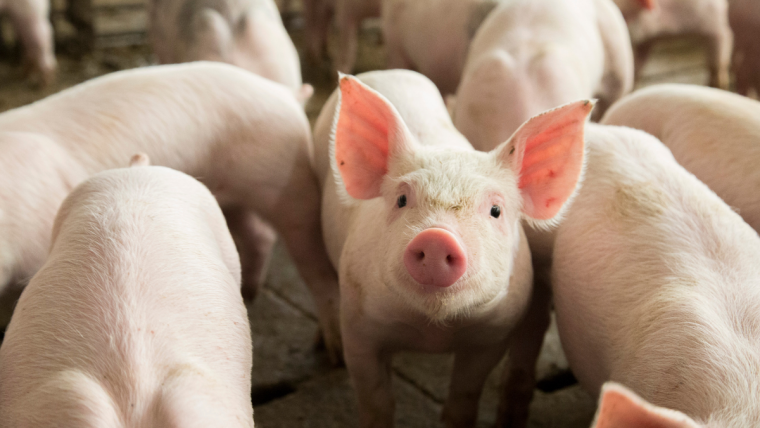Inhofe Legislation at the Center of the Pork Industry's Ask of Congress as New COVID Help is Crafted