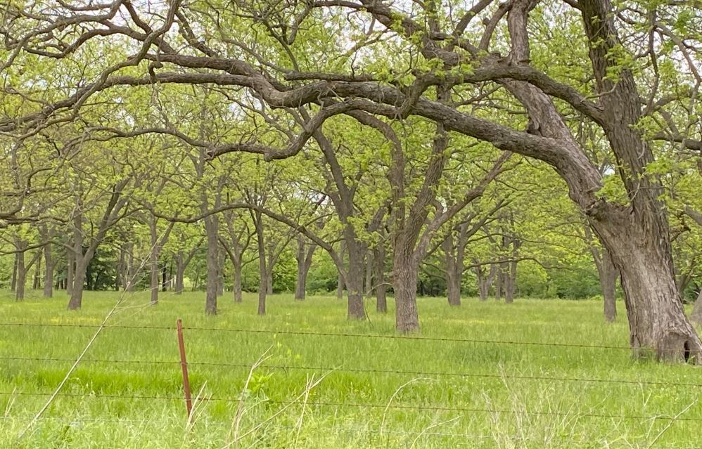 Oklahoma Farm Report Technology allows pecan producers to continue