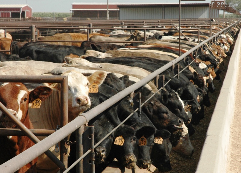 Dr. Derrel Peel gives and Industry Snapshot: USDA Cattle Inventory and Cattle on Feed Reports