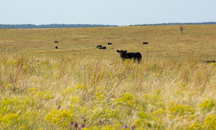 OSU Survey Targets key Elements of Beef Cattle Production