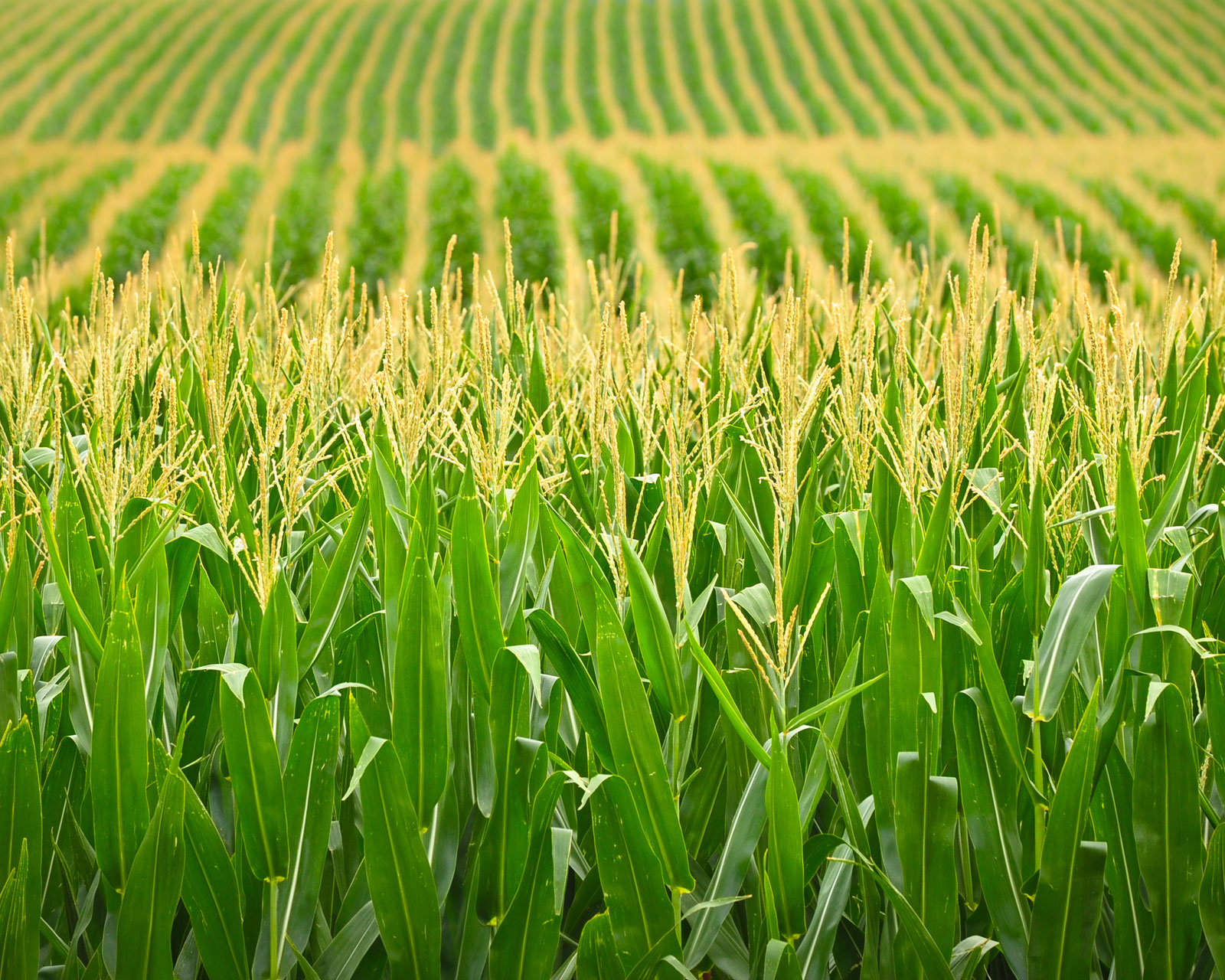 Latest USDA Crop Progress Report Shows Few Obstacles As Nation's Crops Race Towards Maturity