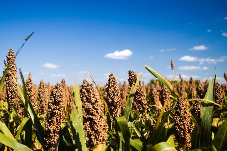 Record U.S. Sorghum Sales to China Reported 