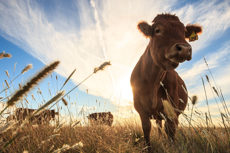 Rural Vet Practice and Beef Sustainability Webinar Series Begins