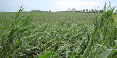 Storm Damage In Iowa Showing Up On Latest USDA Crop Progress Report But Overall Crop Conditions Are Still Looking Good
