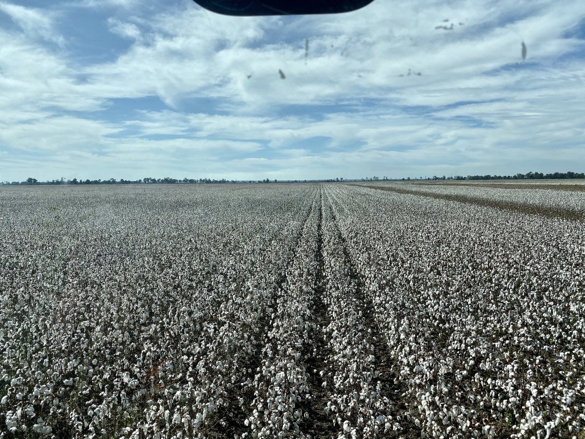 Oklahoma Farm Report Oklahoma Cotton Crop Drops Six Percent in