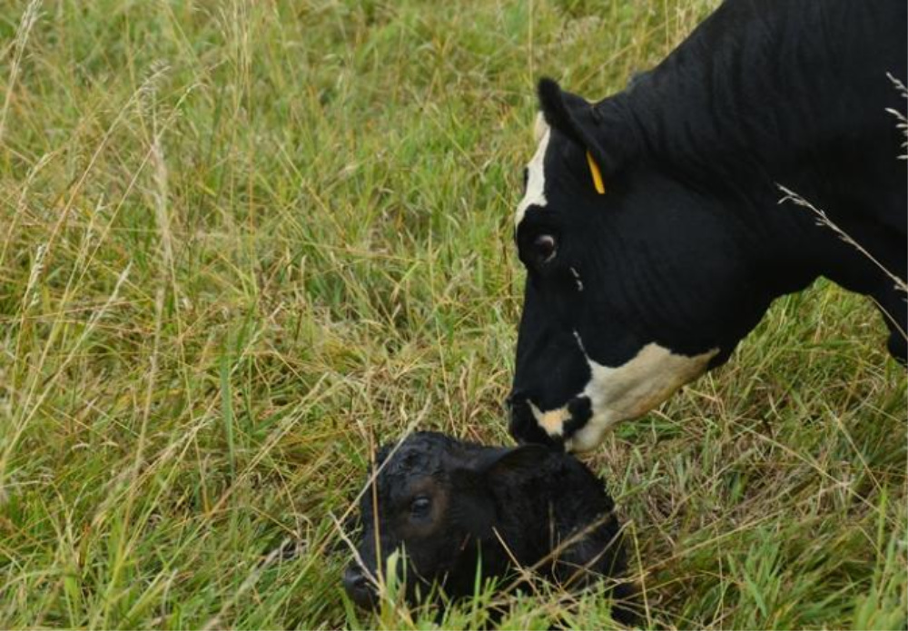 Glenn Selk on Helping the Newborn Calf Breathe
