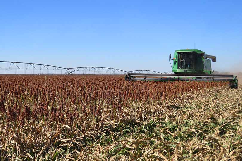 Most Crop Conditions Deteriorate In Latest USDA Crop Progress Report As Growing Season Winds Down