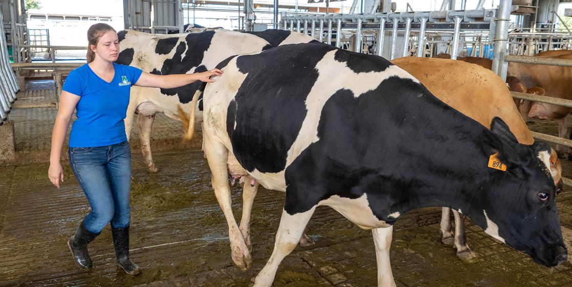 Oklahoma Farm Report Robotic Milking comes to OSU Students at