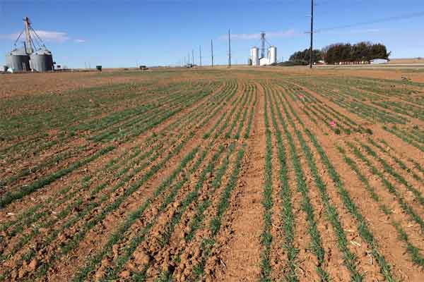 Latest USDA Crop Progress Report Shows Winter Wheat Sturggling as Fall Harvest Nears Finish Line