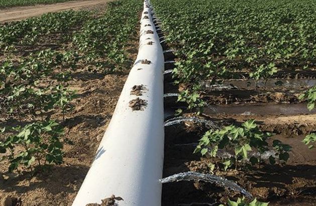 Saving Water Through Early Irrigation Termination 