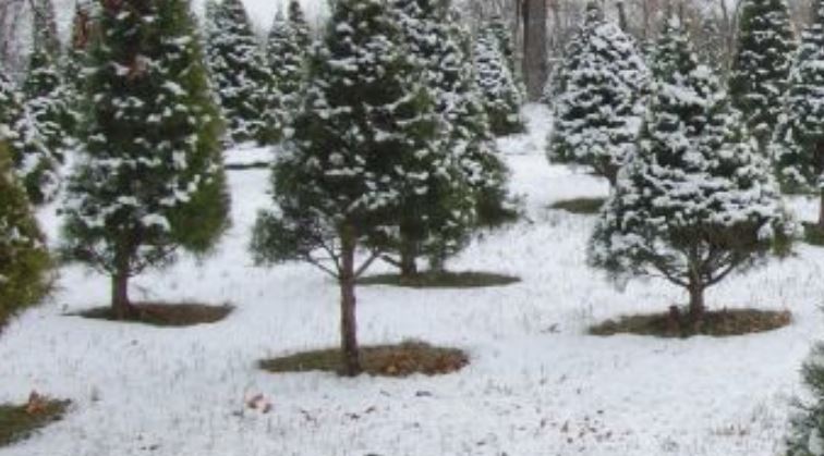 Opening Dates for Oklahoma Christmas Tree Farms