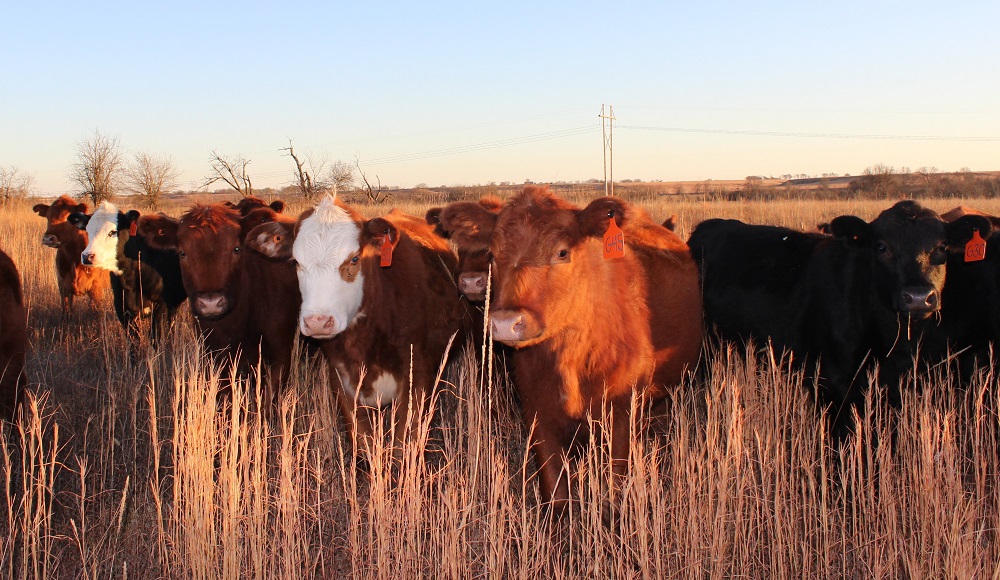 Secretary Perdue Announces Groundbreaking Proposal to Transfer Agricultural Animal Biotechnology Regulatory Framework to USDA