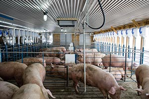 Oklahoma Continues to Have the Fifth Largest Breeding Hog Herd in the US in Latest Hogs and Pigs Report