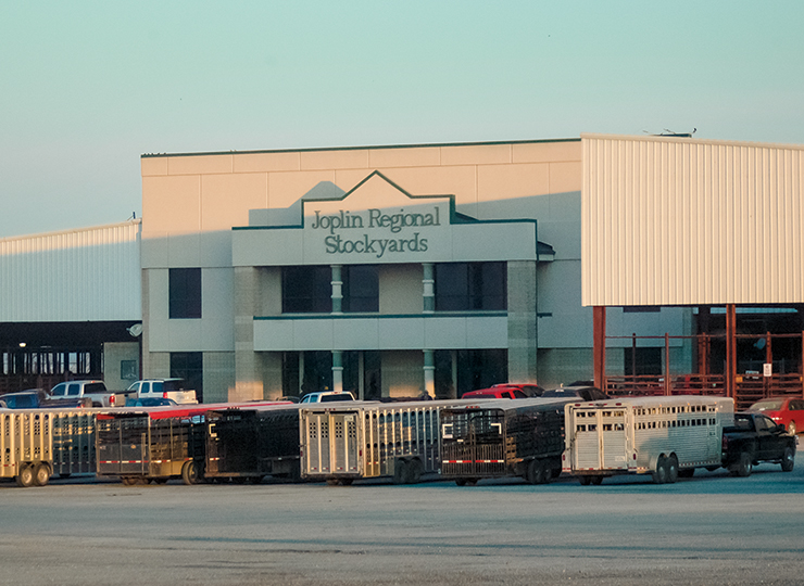 Steers and Heifers Steady to Lower at Joplin Regional Stockyards on Monday