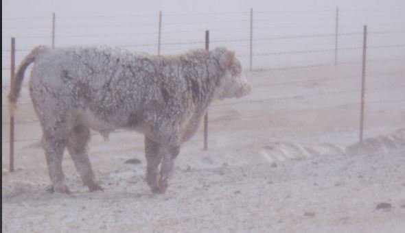 Extended Winter Storm Impacts Cattle, Cowboys and Markets
